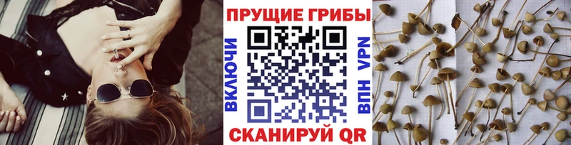 Галлюциногенные грибы MAGIC MUSHROOMS  магазин    Нижнеудинск 